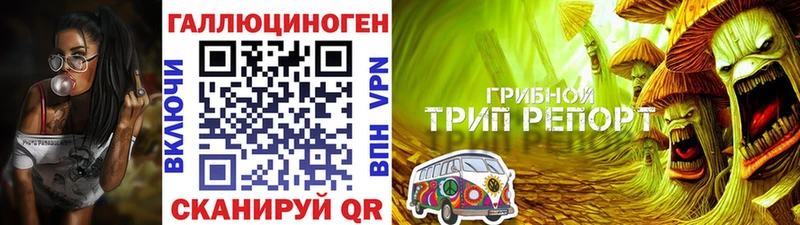 omg как войти  где найти наркотики  Кораблино  Псилоцибиновые грибы GOLDEN TEACHER 
